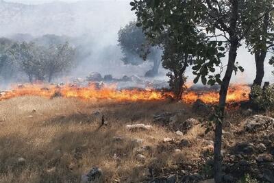 جنگل‌های پلدختر در آتش سوخت