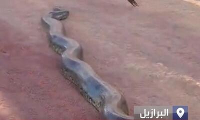 (ویدئو) مشاهده یک آناکوندا غول‌پیکر در جاده