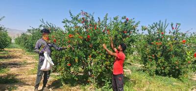 تولید 40 تن گلنار فارسی در داراب