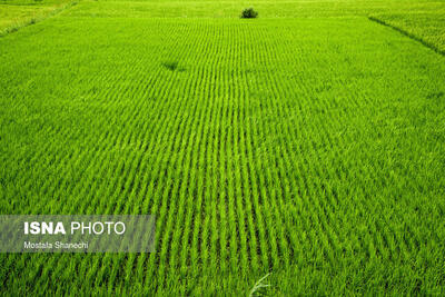 دغدغه ما تولید برنج و حفاظت از عرصه های کشاورزی است
