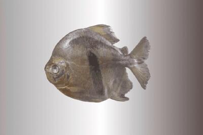 نامگذاری یک ماهی با دندان‌های انسان‌مانند به نام شخصیت شرور فیلم ارباب حلقه‌ها