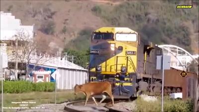 ببینید | لحظه هولناک متلاشی شدن یک گاو پس از تصادف با قطار / حاوی صحنه‌ دلخراش
