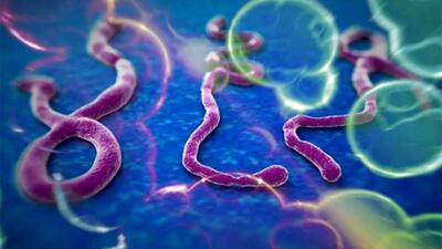 متهمان ردیف اول بیماری ویروسی ابولا را می شناسید؟