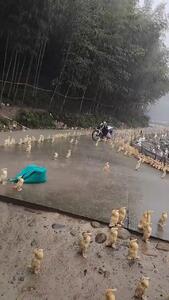 لذت جوجه اردک ها از بارش باران
