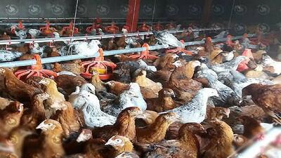 افزایش تولید مرغ و تخم مرغ بومی در اصفهان