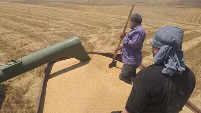 خرید بیش از ۱۵۸ هزار تن گندم از کشاورزان منطقه مغان