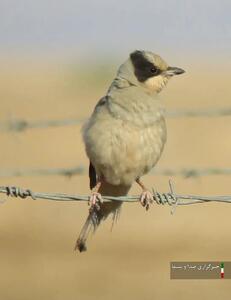 اولین ثبت تصویر پرنده میوه خور در خراسان شمالی