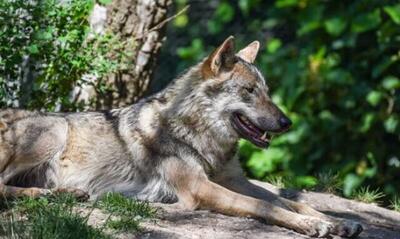 حمله گرگ‌ها به یک زن در پارک حیات‌وحشِ حومه پاریس