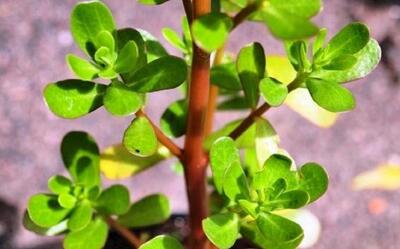 یک دنیا خواص در یک برگ گیاه خرفه ؛ از درمان تا زیبایی و لاغری