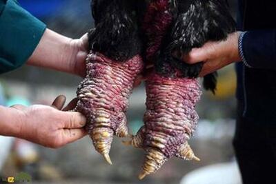 مرغی که گوشت پاهایش ۱۲۰میلیون تومان قیمت دارد!