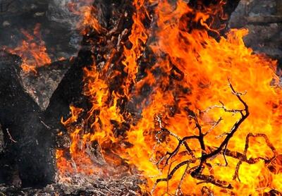 دستگیری ۱۷ نفر برای آتش‌سوزی جنگل‌های لرستان