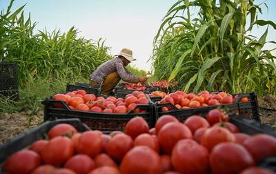 صادرات 7500 تن محصولات کشاورزی از اقلیم کردستان به عراق