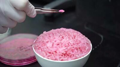 خلق برنج صورتی با پروتئین بالا در کره جنوبی