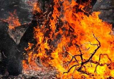 ۱۷ نفر برای آتش سوزی های جنگل های لرستان دستگیر می‌شوند