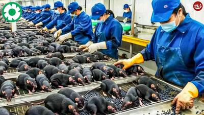 (ویدئو) بازار داغ پرورش و فرآوری گوشت موش در چین!