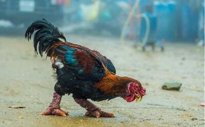 مرغی ویتنامی با قیمتی نجومی؛ مرغی ۱۲۰ میلیون تومان!