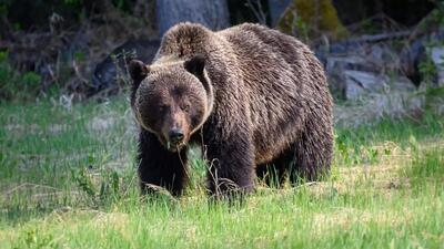 (ویدئو) خرس قهوه‌ای در جستجوی میوه جنگلی در ارتفاعات مازندران