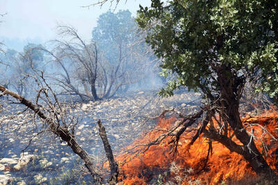 سوزاندن جنگل‌های زاگرس به خاطر انجیر و انگور | دولت آتش‌سوزی جنگل‌ها را بحران نمی‌داند | منابع طبیعی نمی‌تواند یا نمی‌خواهد نیروهایش را تجهیز کند؟