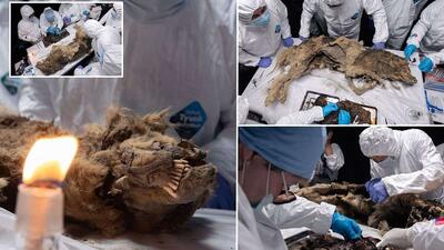 گرگ ۴۴هزار ساله با دندان‌های سالم پیدا شد/ عکس