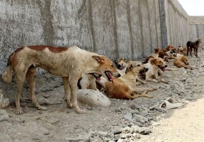 زشت ترین سگ دنیا را ببینید+ عکس