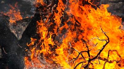 بازداشت  ۱۷ نفر در آتش سوزی های عمدی جنگل های لرستان