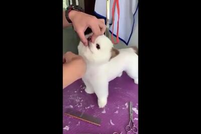 ویدئو بامزه از آرایشگاه رفتن حیوانات
