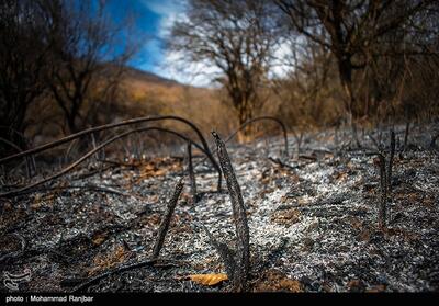 وقوع 84 فقره آتش‌سوزی در جنگل‌های لرستان - تسنیم