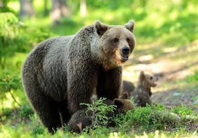 شکارچی خرس در مازندران دستگیر شد - تسنیم