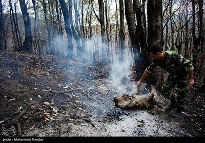 آتش‌سوزی جنگل‌های پلدختر پس از 4 روز مهار شد - تسنیم