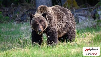 (ویدئو) صحنه دیدنی خرس قهوه‌ای در جستجوی میوه جنگلی در ارتفاعات مازندران