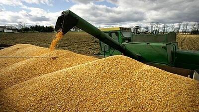 خرید ۵۳ هزار تن گندم از کشاورزان استان قزوین