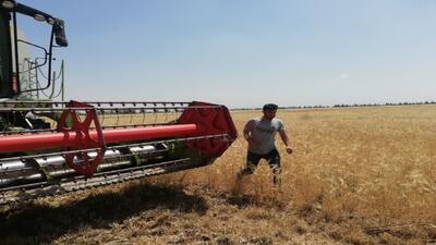 پیش بینی برداشت ۳۸ هزار تن گندم از مزارع شهرستان البرز