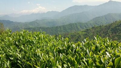 آغاز چین تابستانه برگ سبز چای در شمال کشور