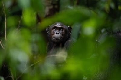 شامپانزه‌های بیمار با گیاهان دارویی خوددرمانی می‌کنند - زومیت