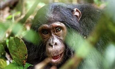 قدردانی یک شامپانزه از عکاس فرانسوی پس از کمک گرفتن برای نوشیدن آب (فیلم)