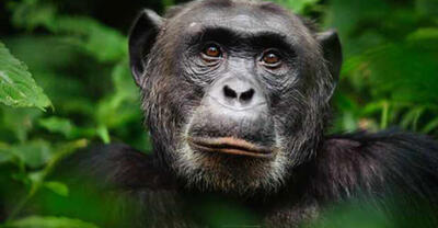 دانشمندان با رصد شامپانزه ها ی وحشی 13 گیاه دارویی کشف کردند.