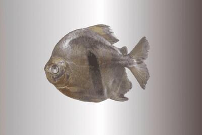 کشف ماهی به نام پاکو(pacu) به نام شخصیت شرور فیلم ارباب حلقه‌ها