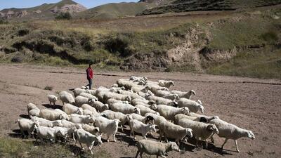 (ویدئو) حمام تابستانی گوسفندان در منطقه خودمختار سین‌کیانگ چین
