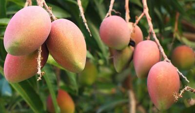 امکان تولید میوه‌های گرمسیری در کشور وجود دارد