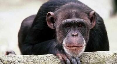 ببینید | قدردانی یک شامپانزه از عکاس فرانسوی پس از کمک گرفتن برای نوشیدن آب