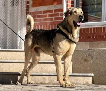 سگ «پِژدَر»؛ سگ ایرانی 90 کیلویی با 5هزار سال قدمت - روزیاتو