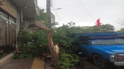 شکسته شدن درختان بر اثر وزش تندباد در شهر کلوانق + تصاویر