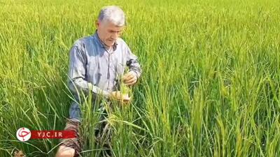 گام بلند جهاد کشاورزی در تولید برنج بدون سموم + فیلم