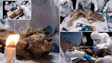 پیدا شدن گرگ ۴۴هزار ساله با دندان‌های سالم