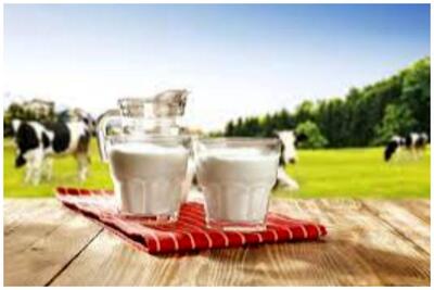 فائو رتبه‌بندی تولید شیر خام کشورها را اعلام کرد/ایران چندم شد؟