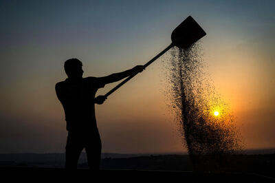 افزایش 5 درصدی خرید گندم/ اصفهان، گلستان و اردبیل پیشتاز شدند