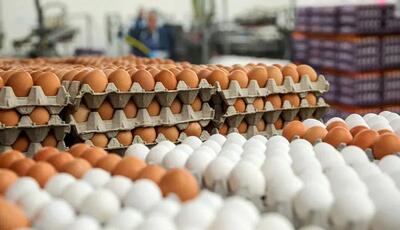 تخم مرغ آماده ورود به کانال 10هزار تومانی+جدول