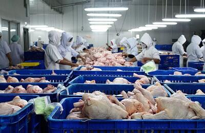 اجازه صادرات مرغ توسط وزارت جهاد کشاورزی صادر شد