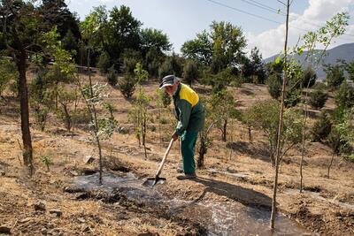 کاشت بیش از ۴۰۰۰ درخت جدید در چیتگر
