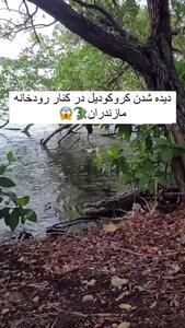 (ویدئو) دیده شدن کروکدیل در کنار رودخانه مازندران